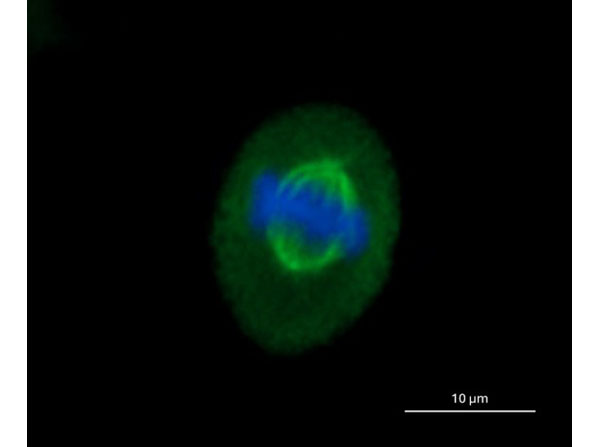 Immunofluorescence of Mouse Anti-Alpha Tubulin Antibody
