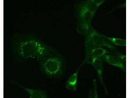 Mouse IgG (H&L) Antibody CY2 Conjugated Pre-Adsorbed