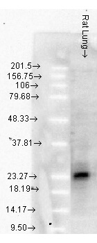 Hsp22/Hsp27 Western Blot