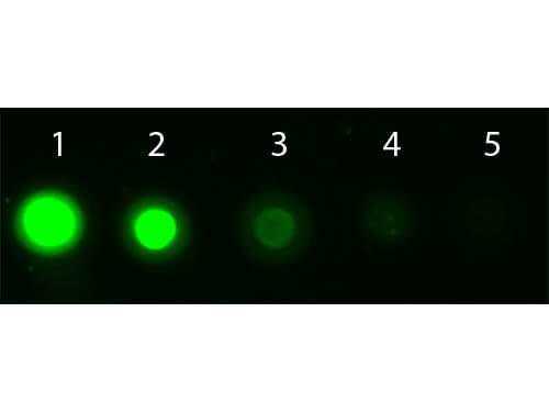 AKT1 Allophycocyanin Conjugated Monoclonal Antibody - Dot Blot