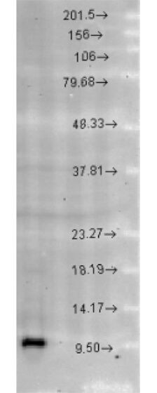 Cpn10 Western Blot