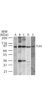 TLR5 Western Blot