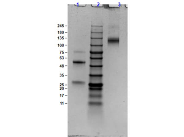 Bovine IgG (H&L) Antibody