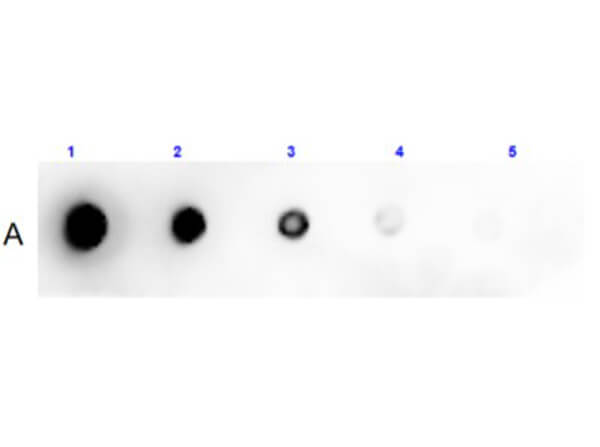 Bovine Serum Antibody Peroxidase Conjugated