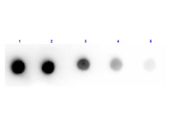 Dog IgM mu chain Antibody Peroxidase Conjugated