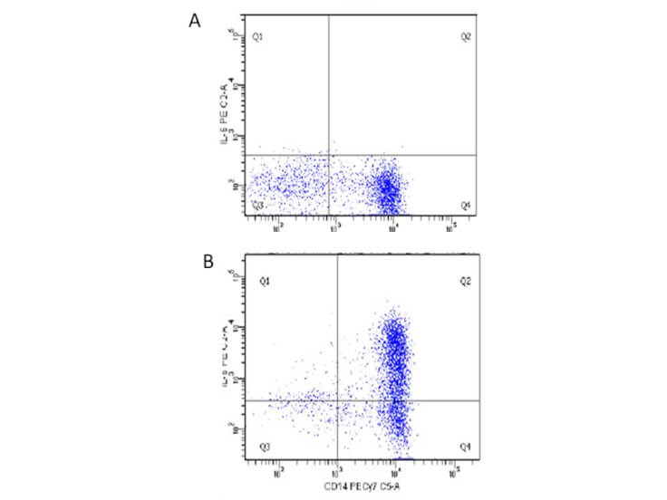 IL-6 Antibody