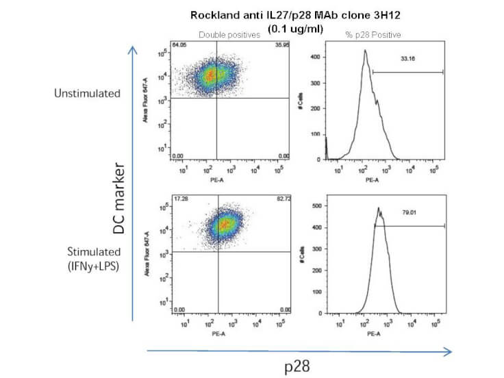 Mouse IL-27/p28 Antibody