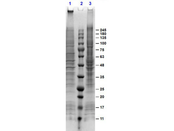 A431 Whole Cell Lysate EGF Stimulated