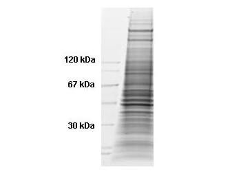HeLa Whole Cell Lysate Nocodazole Stimulated