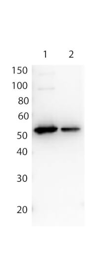WB - Bovine Calf Plasma Sterile In Potassium EDTA