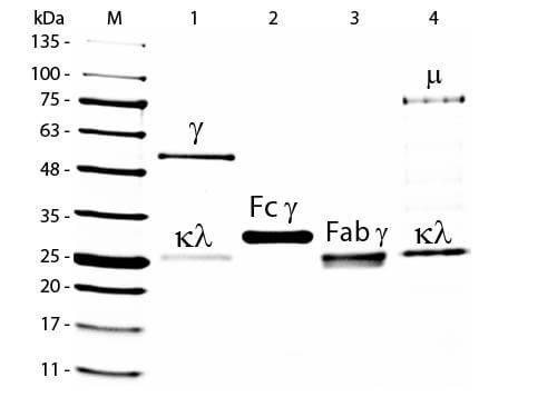 SDS-PAGE of Goat IgG Whole Molecule