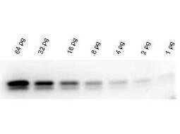 Western Blot Results