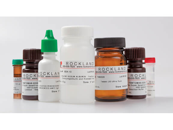 Rockland Anti GFP antibody Western Blot Kit: for GFP Chemiluminescent  Western Blotting