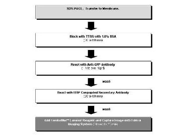 Rockland Anti GFP antibody Western Blot Kit: for GFP Chemiluminescent  Western Blotting