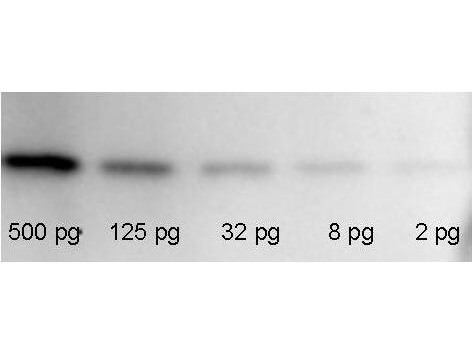Anti-RFP Chemiluminescent Kit for Western blot