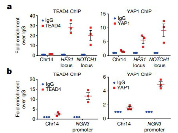 ChIP using Formaldahyde