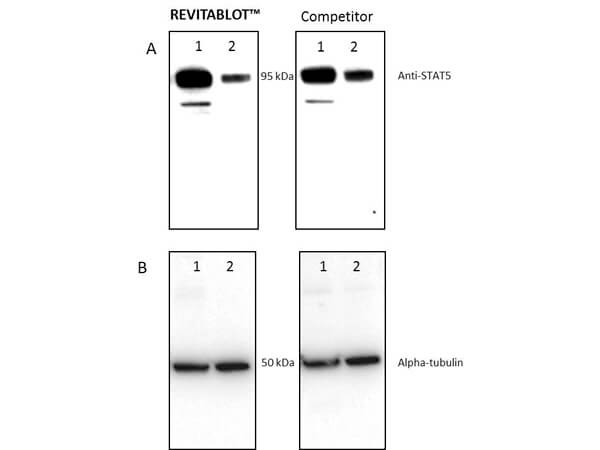 Western Blot comparison of Revitablot™ Western Blot Stripping Buffer