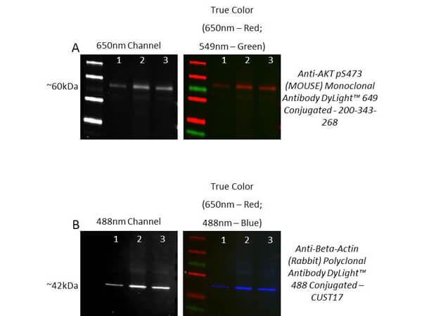 Fluorescent Western Blot comparison of Revitablot™ Western Blot Stripping Buffer