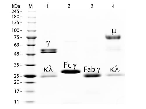 Rat IgG Fab Biotin