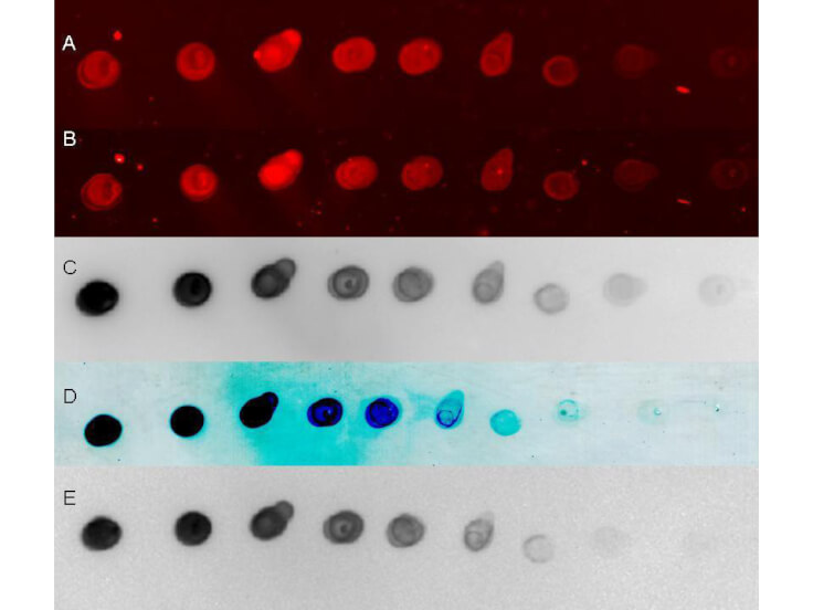 TMB membrane substrate- Immunoblot