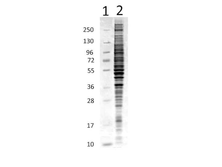 HeLa Whole Cell Lysate - SDS-Page