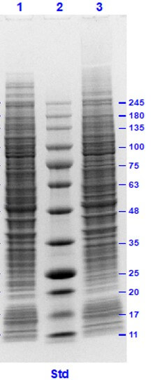 Raji Whole Cell Lysate