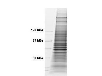 HeLa Whole Cell Lysate TNFa Stimulated