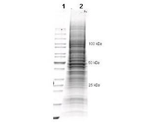 U-2OS Whole Cell Lysate