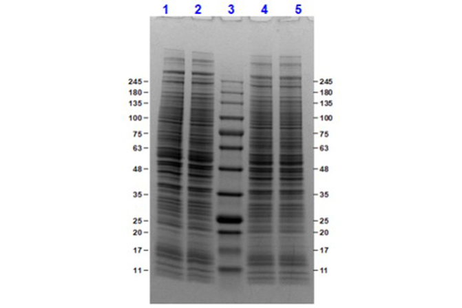 HeLa Whole Cell Lysate Doxorubicin Stimulated