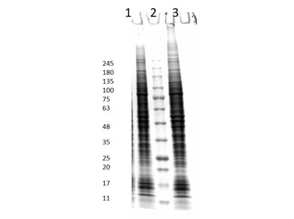 HCT-116 Whole Cell Lysate