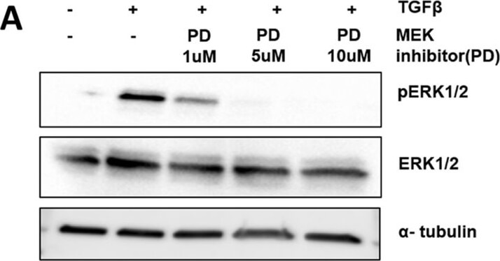 Western Blot of Anti-ALPHA-TUBULIN