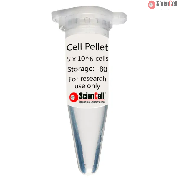 Human Oral Fibroblast Cell Pellet