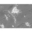 Mouse Neurons-spinal cord (MN-sc) - Relief contrast, 400x. 