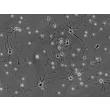 Mouse Neurons-spinal cord (MN-sc) - Phase contrast, 200x. 