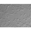 Human Astrocytes (HA)-Relief Contrast, 200x. 