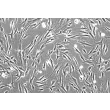 Human Peridontal Ligament Fibroblasts (HPLF) - Phase contrast, 200x. 