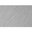 Human Villous Mesenchymal Fibroblasts (HVMF) - Relief contrast, 400x. 