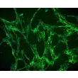 Human Villous Mesenchymal Fibroblasts (HVMF) - Immunostaining for Fibronectin, 200x. 