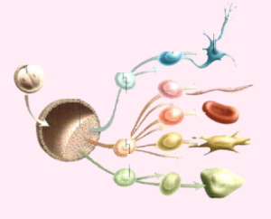 Propriedades e potencial das células estaminais