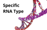 Specific RNA type
