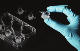 Insertos de poliestireno de 12 poços para cultura 3D - Alvetex Scaffold