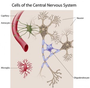 Células primárias do cérebro humano adulto normal