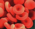 Protocolo para citometria de fluxo em sangue total