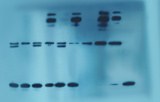 Autoradiography standards