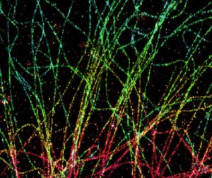 Corantes para Microscopia de Super-Resolução