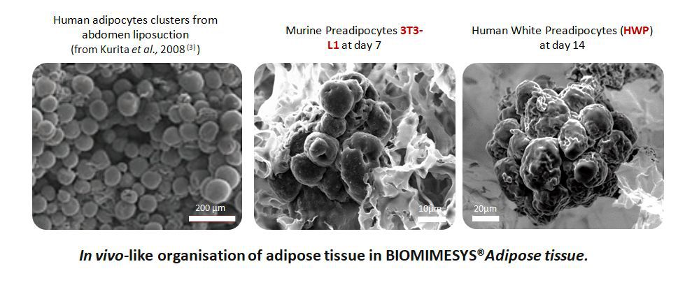 Biomimesys-Adipose-2