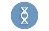 ADN polymérases pour PCR conventionnelle