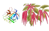 Lectine Amaranthus caudatus (ACL/ACA) 