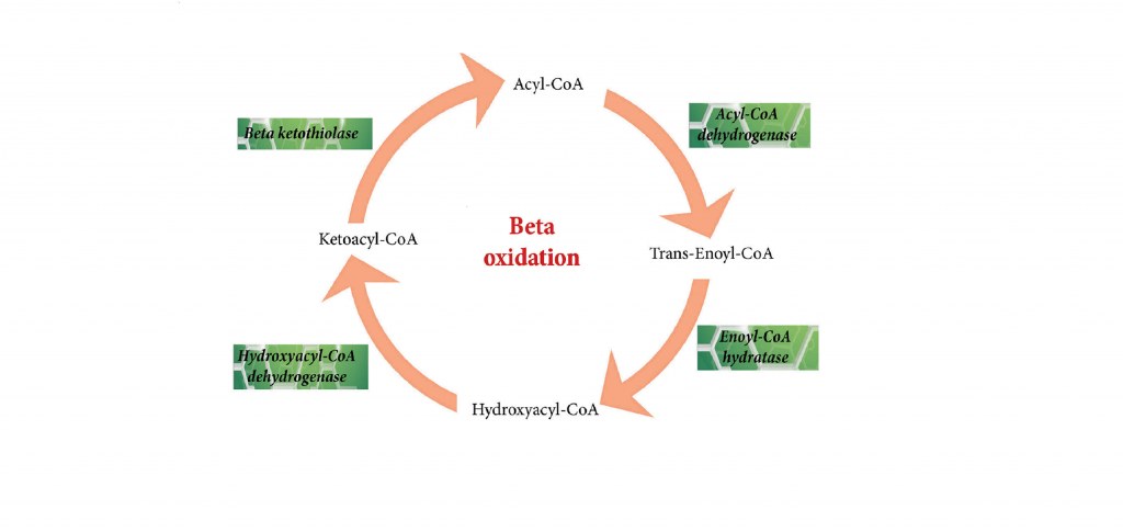 Beta Oxidation Cycle Advanced Biochemistry Beta Oxidation Of Fatty