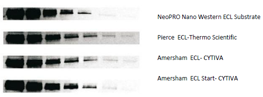 NeoPRO Nano Western ECL Substrate